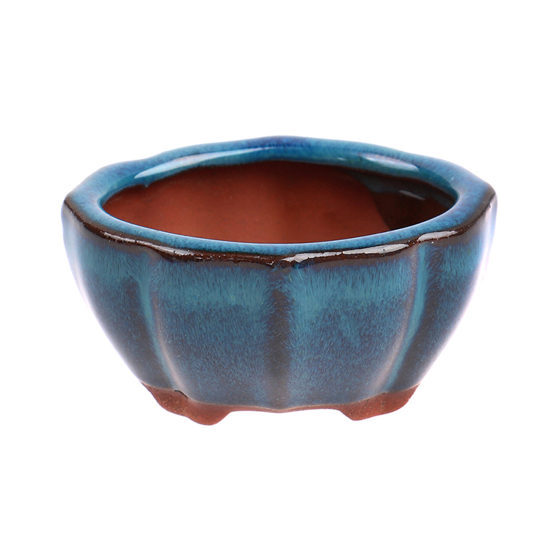أصيص زهور سيراميك صغير بونساي  - مراجعة Echeveria Succulent وسعره