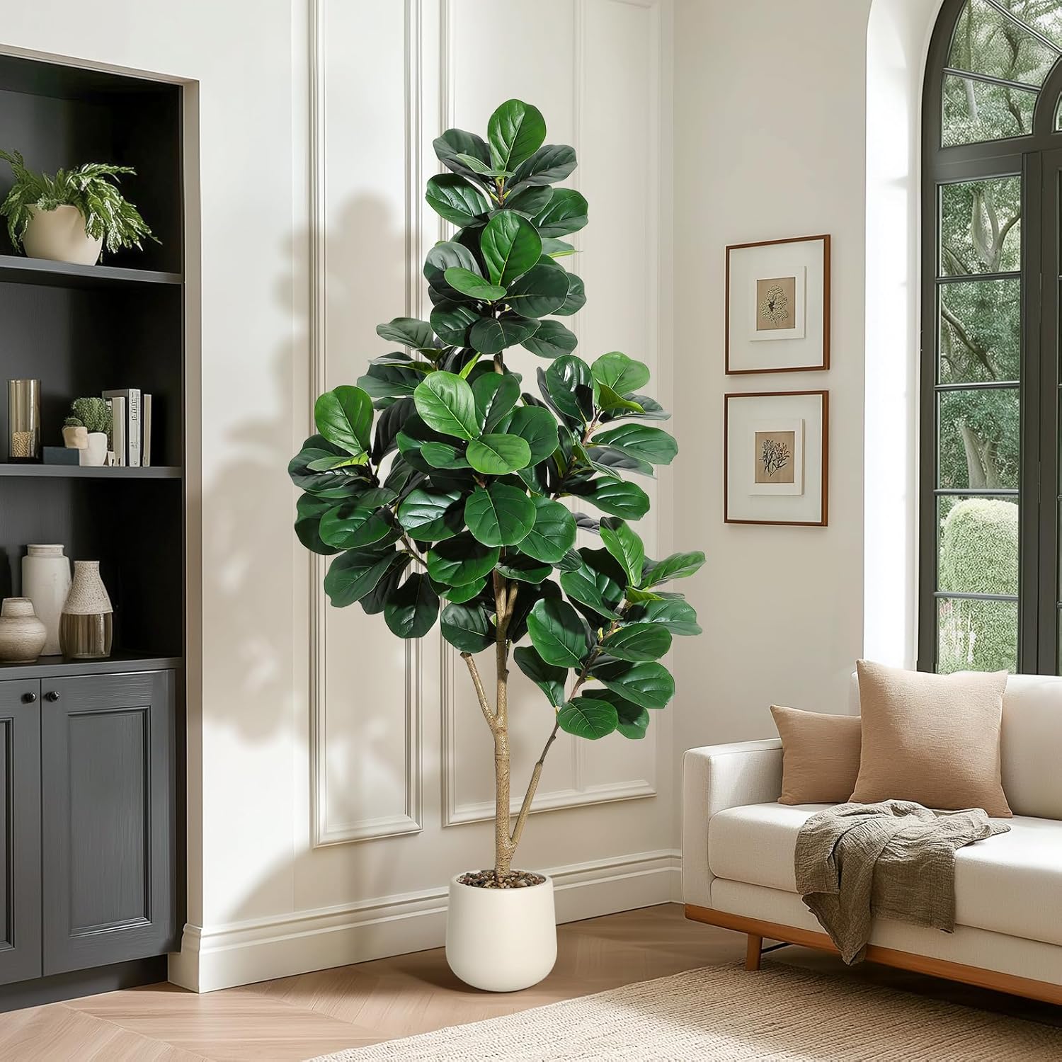 4-7 أقدام كمان ورقة شجرة التين - مراجعة Dracaena Marginata وسعره