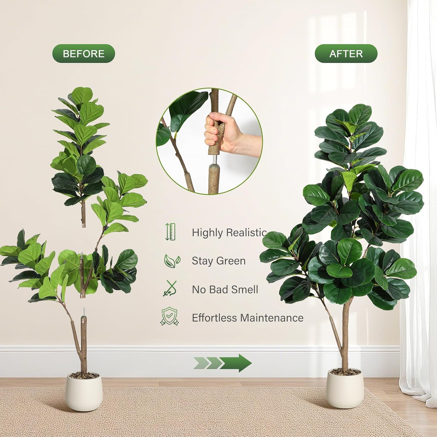 4-7 أقدام كمان ورقة شجرة التين - مراجعة Dracaena Marginata وسعره