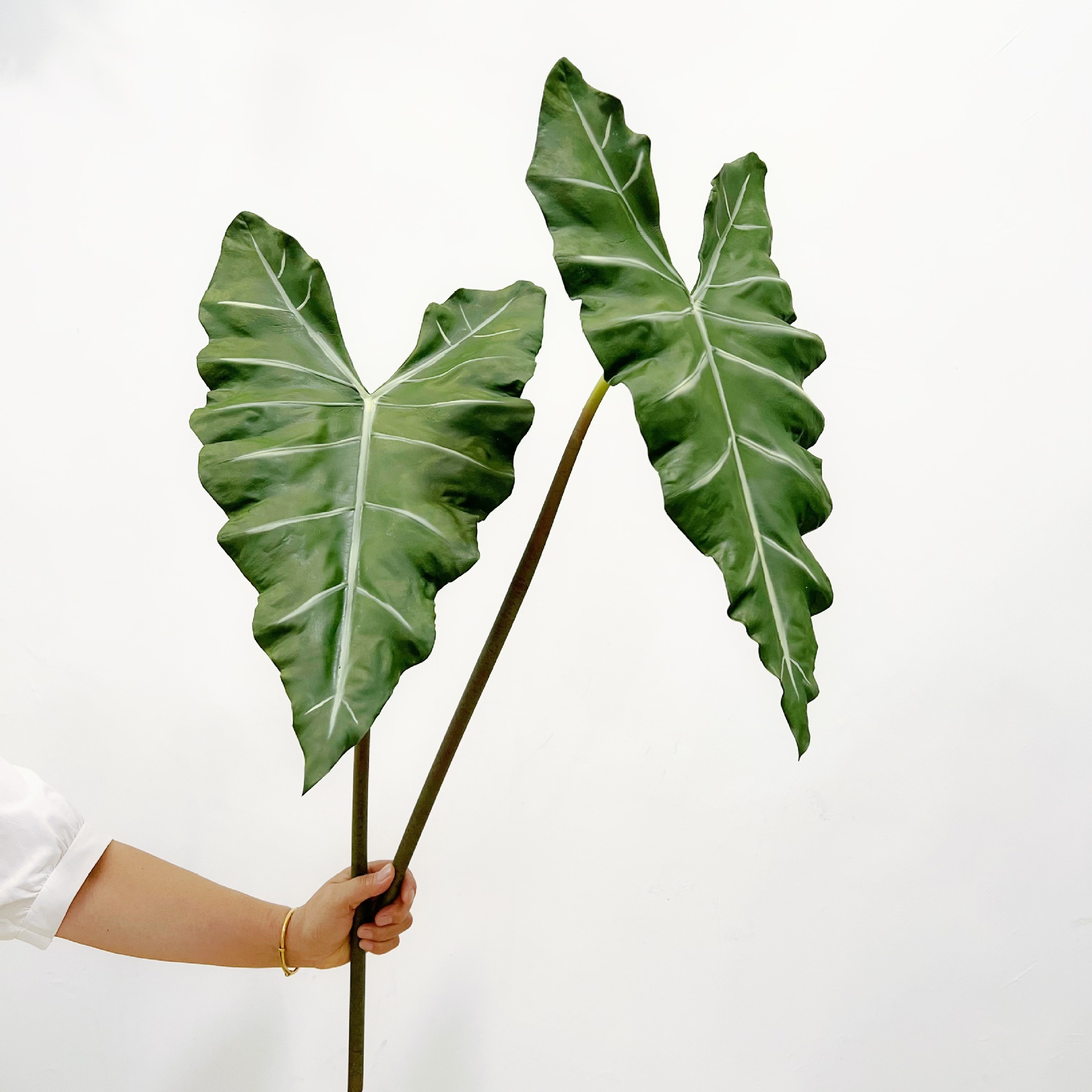 محاكاة طويلة بو اليد يشعر النب - مراجعة Dracaena Marginata وسعره