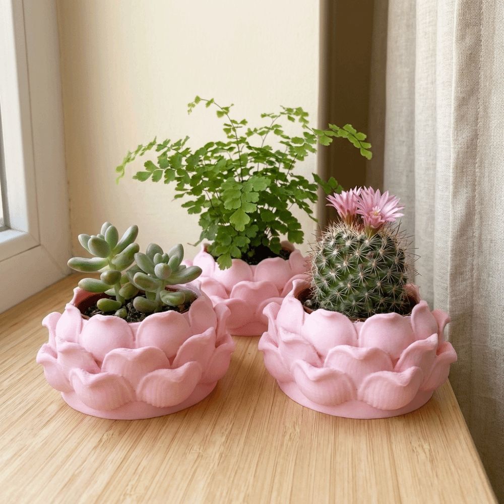 وعاء نباتات عصارية على شكل زهر - مراجعة Echeveria Succulent وسعره